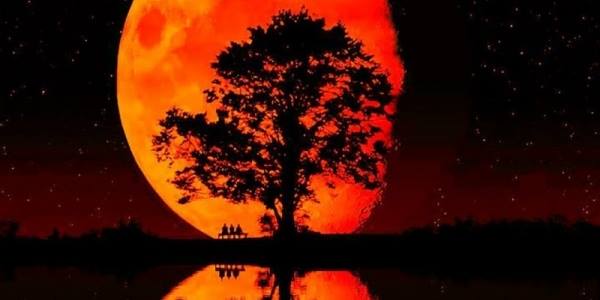 blood moon behind a tree